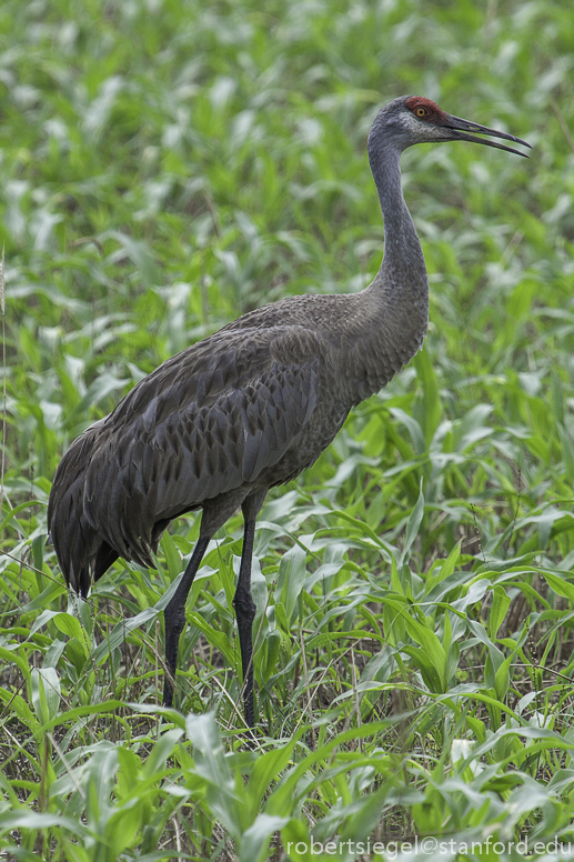 sandhill crane